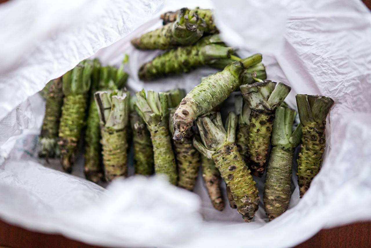 Свежее корневище васаби