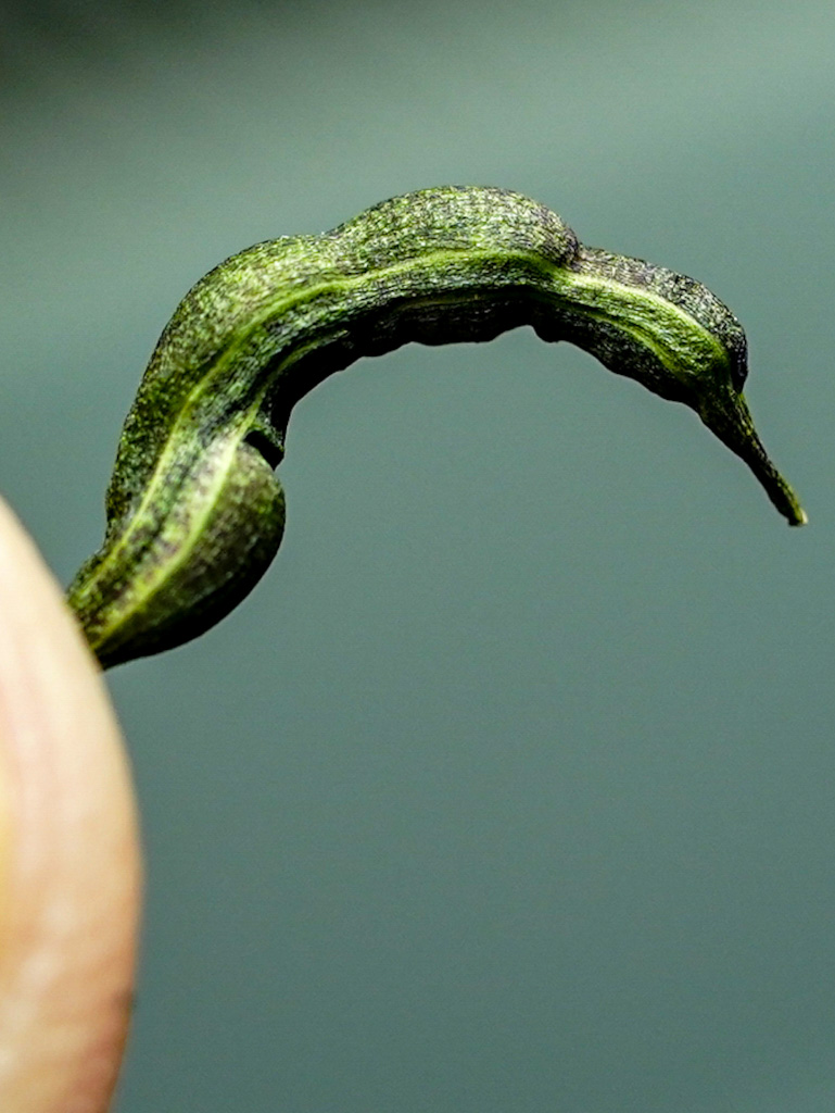 Семена настоящего васаби — фото 2