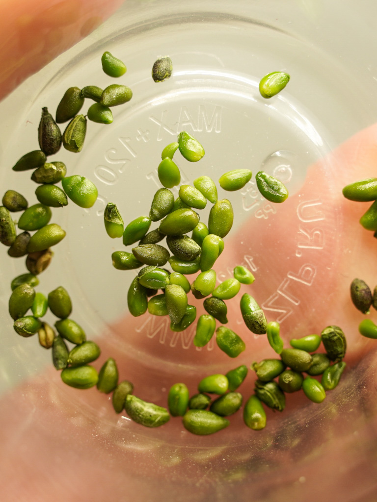 Семена настоящего васаби