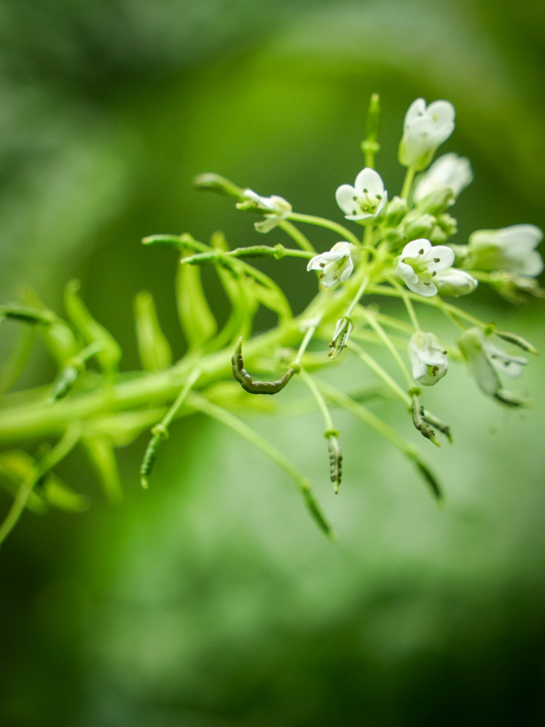 Семена настоящего васаби — фото 3
