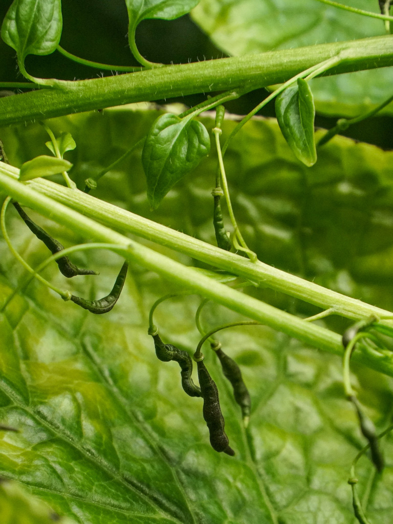 Семена настоящего васаби — фото 4